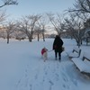 雪の朝