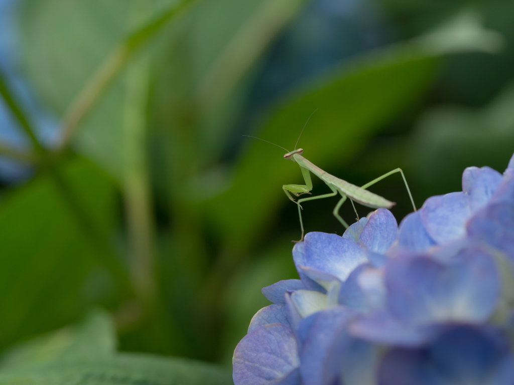 - カマキリの寫眞 -