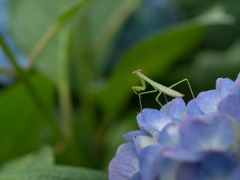 - カマキリの寫眞 -