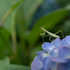 - カマキリの寫眞 -