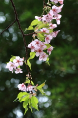 河津桜・三題（３）