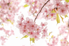河津桜・三題（２）
