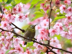 花見ざんまい