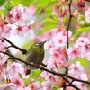 花見ざんまい