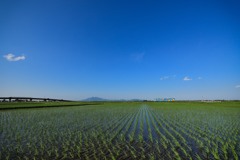 いきいき茨城ゆめ国体2019号