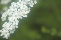 - spirea -