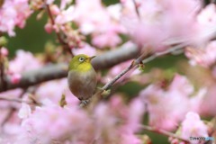 サクラジロの季節！