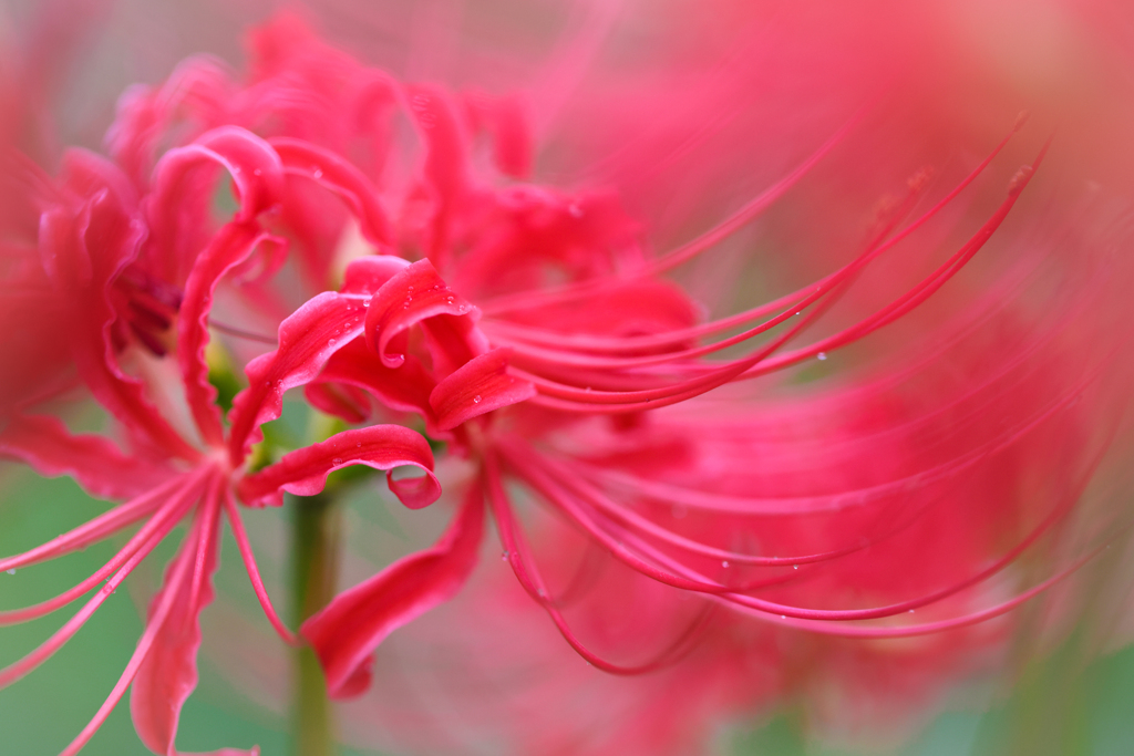 彼岸花