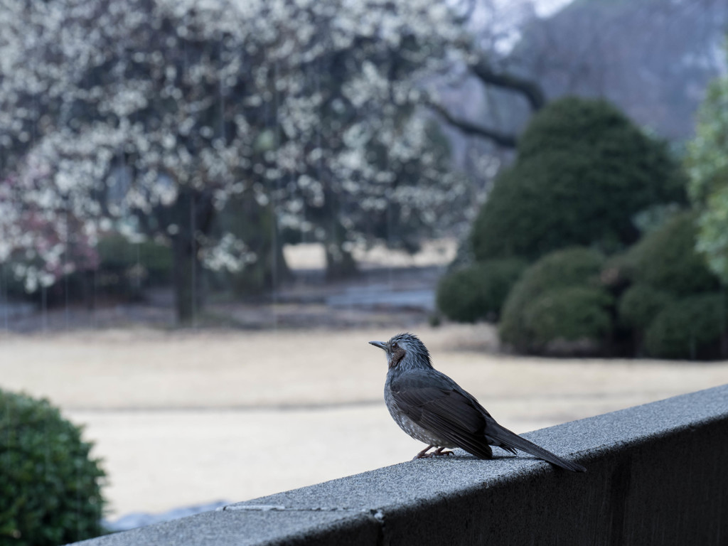 - いつまで降るのかなぁ -