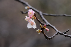 桜はじめは雨に濡れ