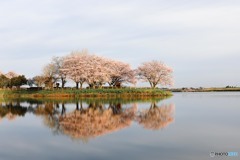 岡堰桜景