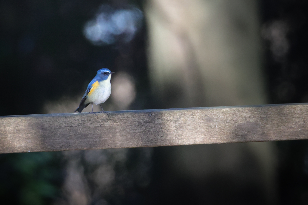 青い鳥