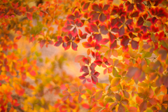 ドウダンツツジ秋の景