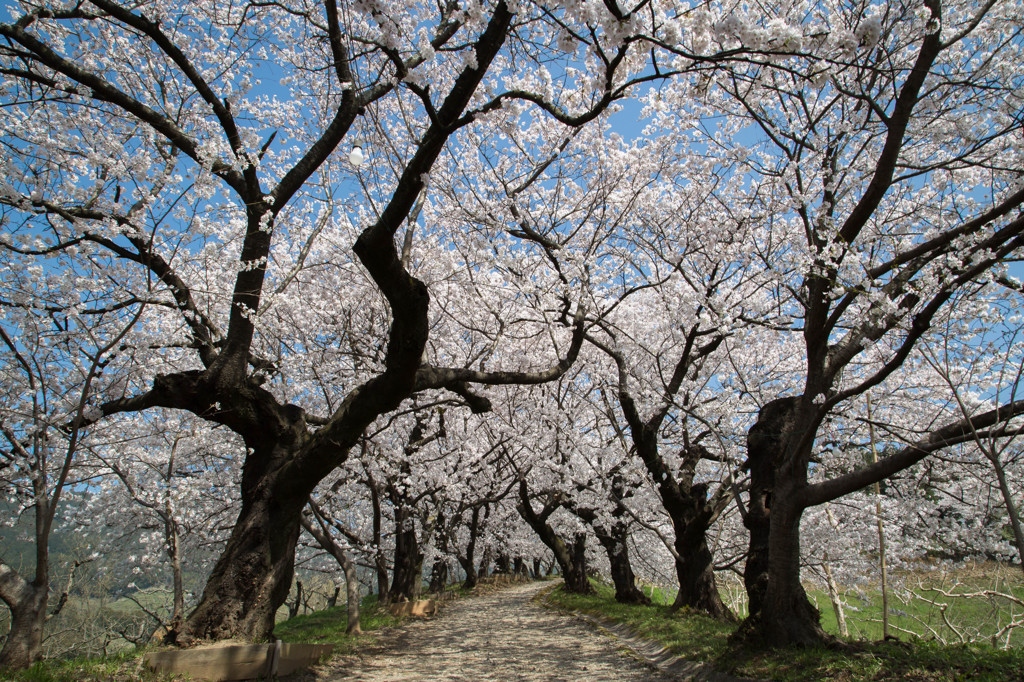 夕月城の桜坂