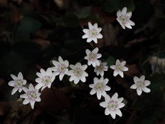 雪割草