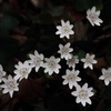 雪割草
