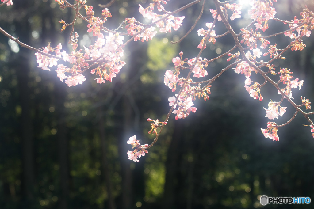 - blooming case2 -