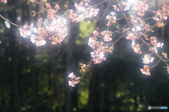 - blooming case2 -