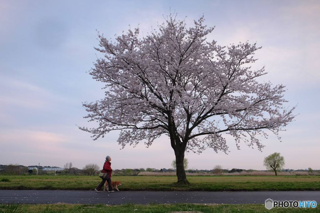 - 河原の一本桜 -