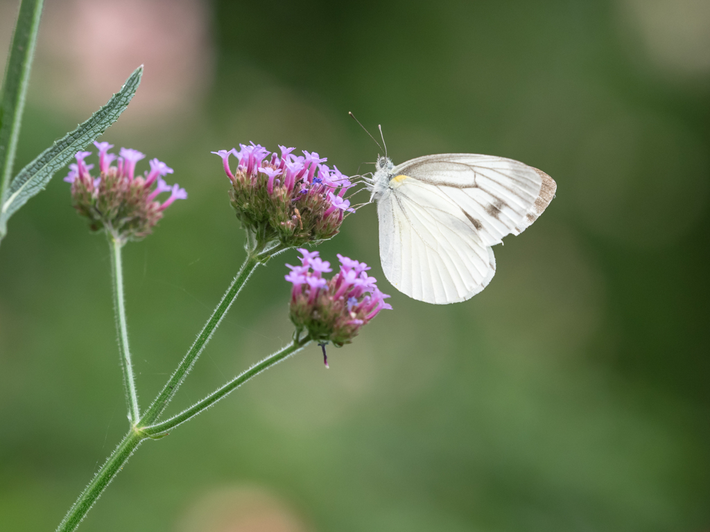 - catchfly -