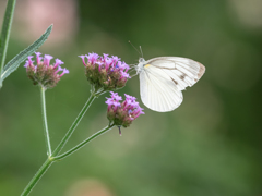 - catchfly -