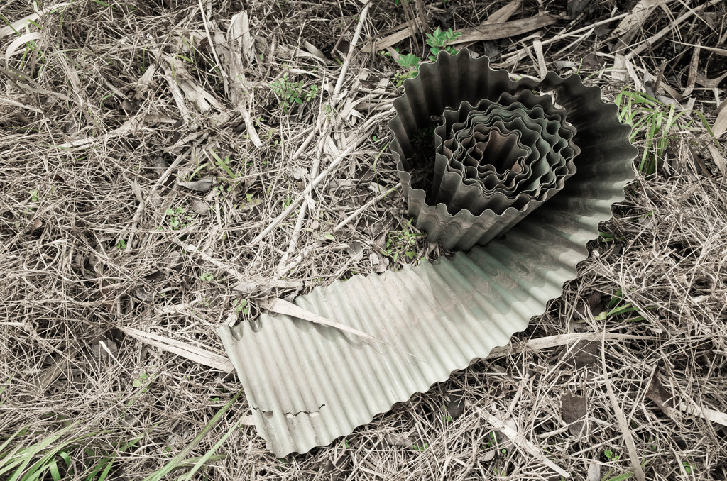 ammonite