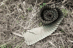ammonite