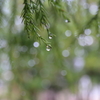 After Rain I