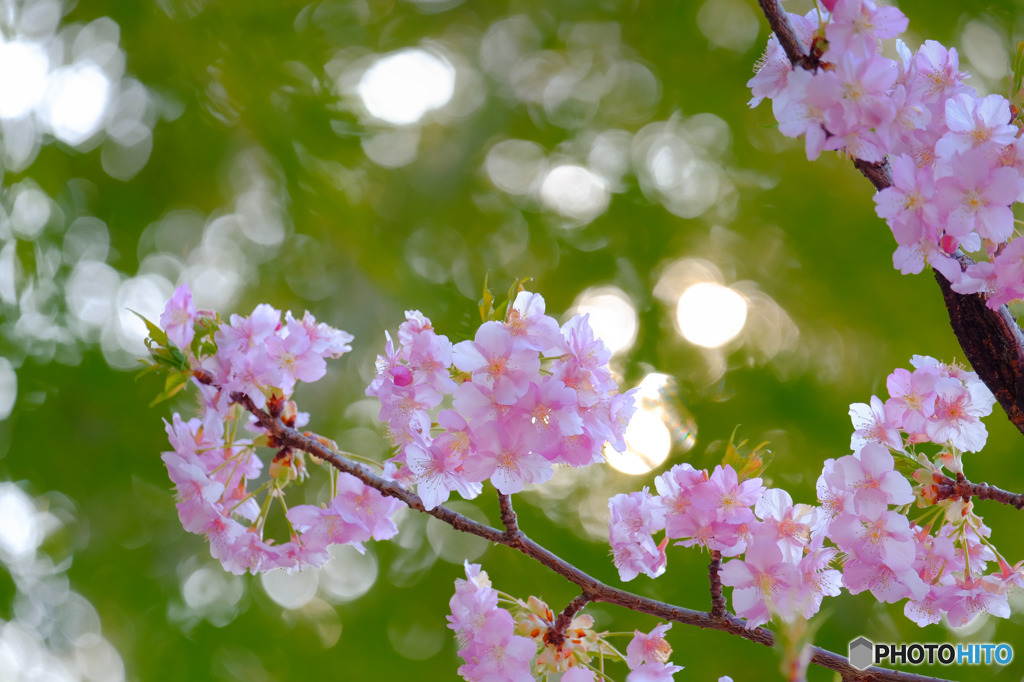- blooming case6 -
