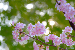 - blooming case6 -