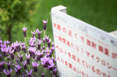- 禁断の花園へ -