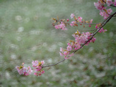 - spring stream -