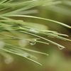 After Rain II