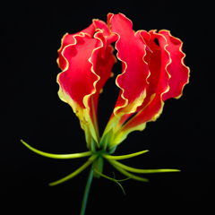 Gloriosa