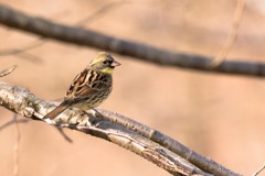 春待ちアオジ