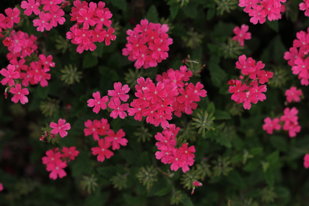 Phlox subulata