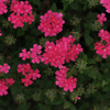 Phlox subulata