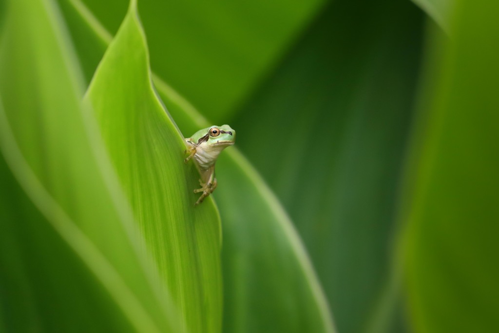 カンナの森