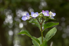 - 公園の普通の紫陽花 -