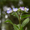 - 公園の普通の紫陽花 -