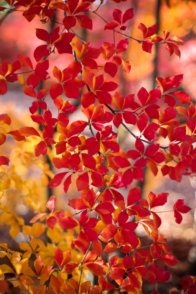 紅の景