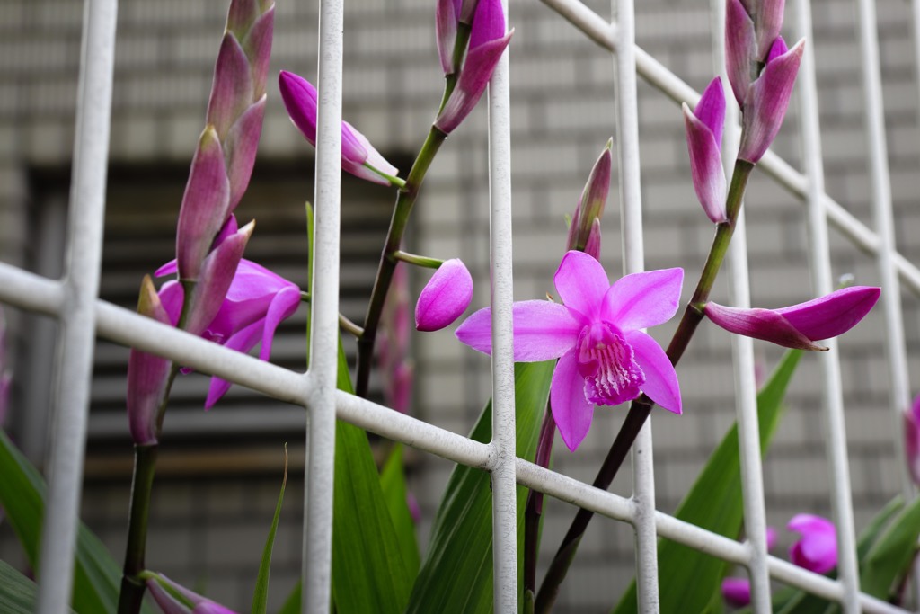 スナップで花（シラン）