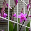 スナップで花（シラン）
