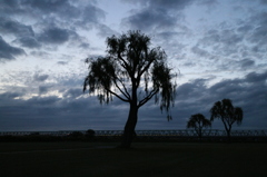 Willow