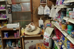 店主の定位置