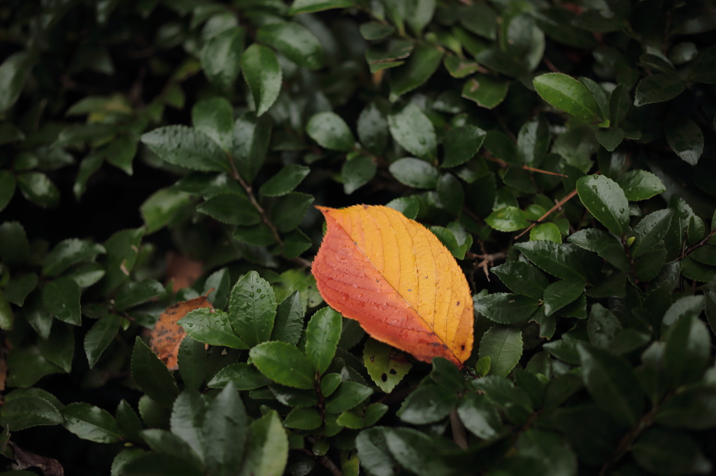 きっぱりした紅葉