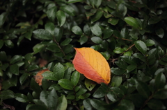 きっぱりした紅葉