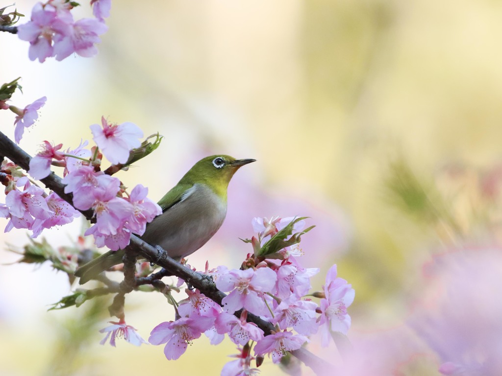 河津桜に目白