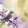 河津桜に目白
