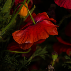 - 雛芥子 -